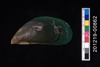 藏品(綠殼菜蛤)的圖片