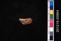 藏品(土嘴瓜殼菜蛤)的圖片