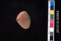 藏品(截形斧蛤)的圖片