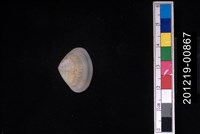 藏品(截形斧蛤)的圖片