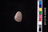 藏品(截形斧蛤)的圖片