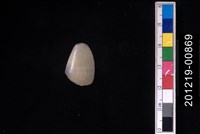 藏品(截形斧蛤)的圖片