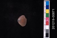 藏品(截形斧蛤)的圖片