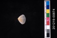 藏品(截形斧蛤)的圖片