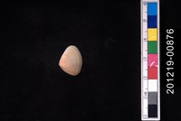 藏品(截形斧蛤)的圖片