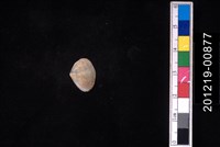 藏品(截形斧蛤)的圖片