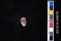 藏品(截形斧蛤)的圖片