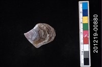 藏品(馬鞍障泥蛤)的圖片