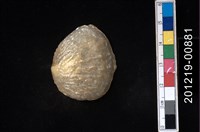 藏品(玎玲貝)的圖片