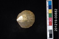 藏品(玎玲貝)的圖片