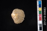 藏品(玎玲貝)的圖片