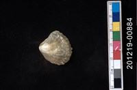 藏品(玎玲貝)的圖片