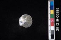 藏品(玎玲貝)的圖片