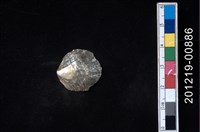 藏品(玎玲貝)的圖片