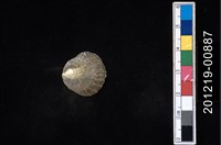 藏品(玎玲貝)的圖片