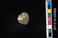 藏品(玎玲貝)的圖片