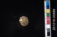 藏品(玎玲貝)的圖片