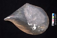 藏品(黑旗江桃蛤)的圖片