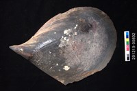 藏品(黑旗江桃蛤)的圖片