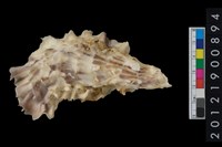 藏品(長牡蠣)的圖片