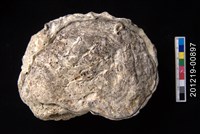 藏品(牡蠣)的圖片