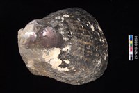 藏品(黑蝶珍珠蛤)的圖片