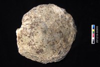 藏品(黑蝶珍珠蛤)的圖片