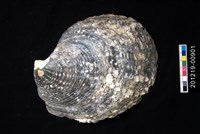 藏品(黑蝶珍珠蛤)的圖片