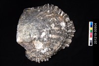 藏品(黑蝶珍珠蛤)的圖片