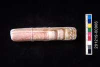 藏品(史樓恩竹蟶)的圖片