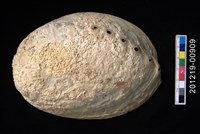 藏品(紐西蘭鮑螺)的圖片