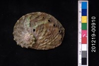 藏品(圓鮑螺)的圖片