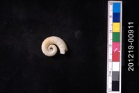 藏品(捲殼烏賊)的圖片