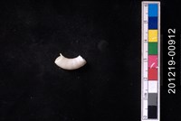 藏品(捲殼烏賊)的圖片