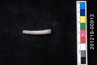 藏品(象牙貝)的圖片