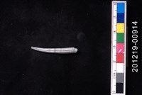 藏品(象牙貝)的圖片