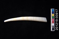 藏品(圓象牙貝)的圖片