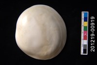 藏品(夜光蠑螺口蓋)的圖片