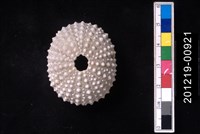 藏品(紫海膽)的圖片