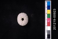 藏品(紫海膽)的圖片