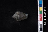 藏品(鳳凰螺)的圖片