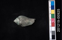 藏品(鳳凰螺)的圖片