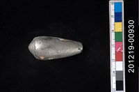 藏品(芋螺)的圖片