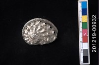 藏品(鮑螺)的圖片