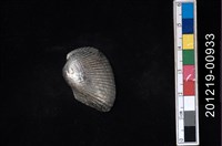 藏品(毛蛤)的圖片