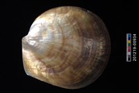 藏品(貝殼工藝品)的圖片