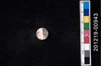 藏品(貝殼工藝品)的圖片