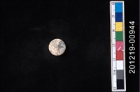 藏品(貝殼工藝品)的圖片