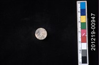 藏品(貝殼工藝品)的圖片