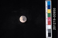 藏品(貝殼工藝品)的圖片